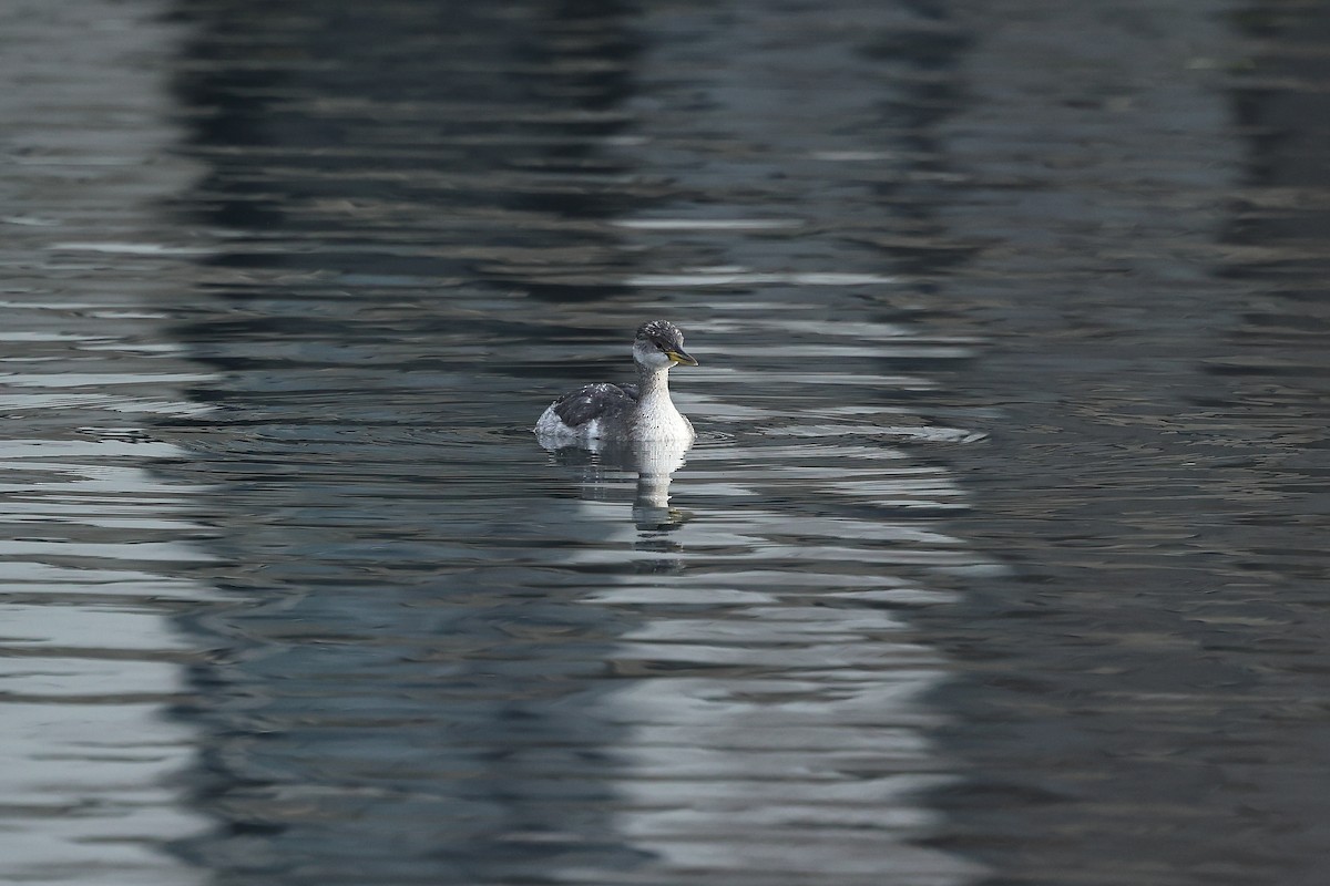 Пірникоза сірощока - ML646184827