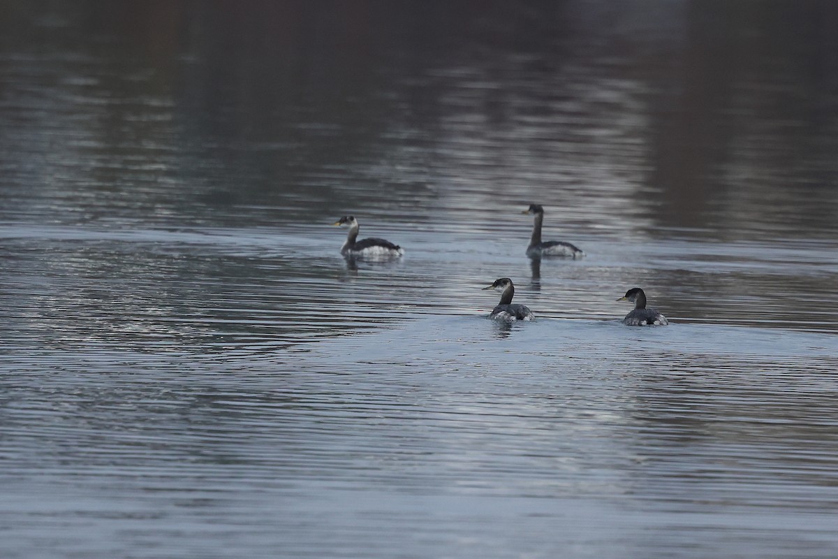 Пірникоза сірощока - ML646184828