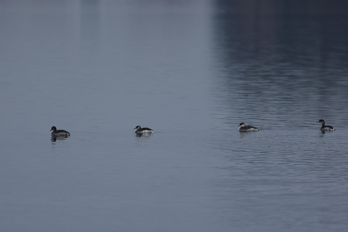 Пірникоза сірощока - ML646184829