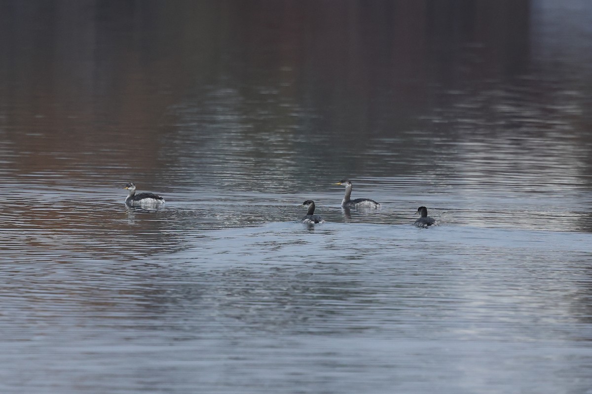 Пірникоза сірощока - ML646184830