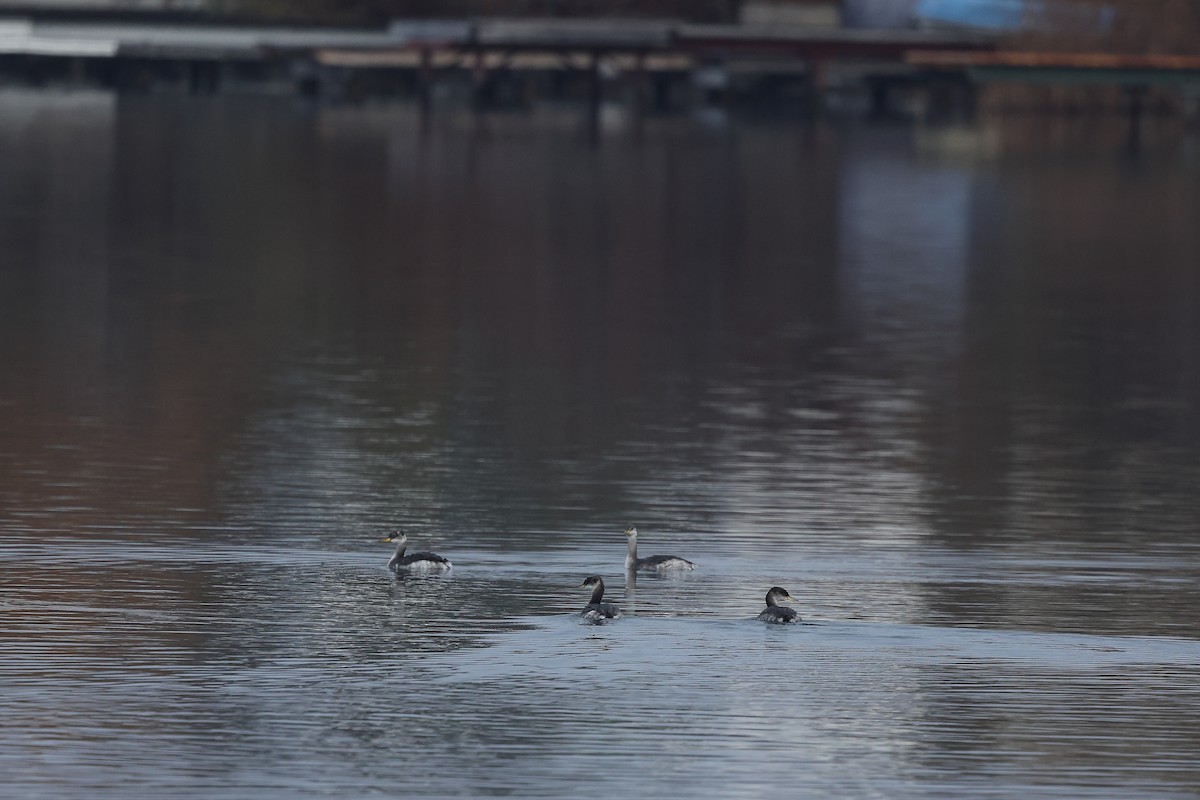 Пірникоза сірощока - ML646184831