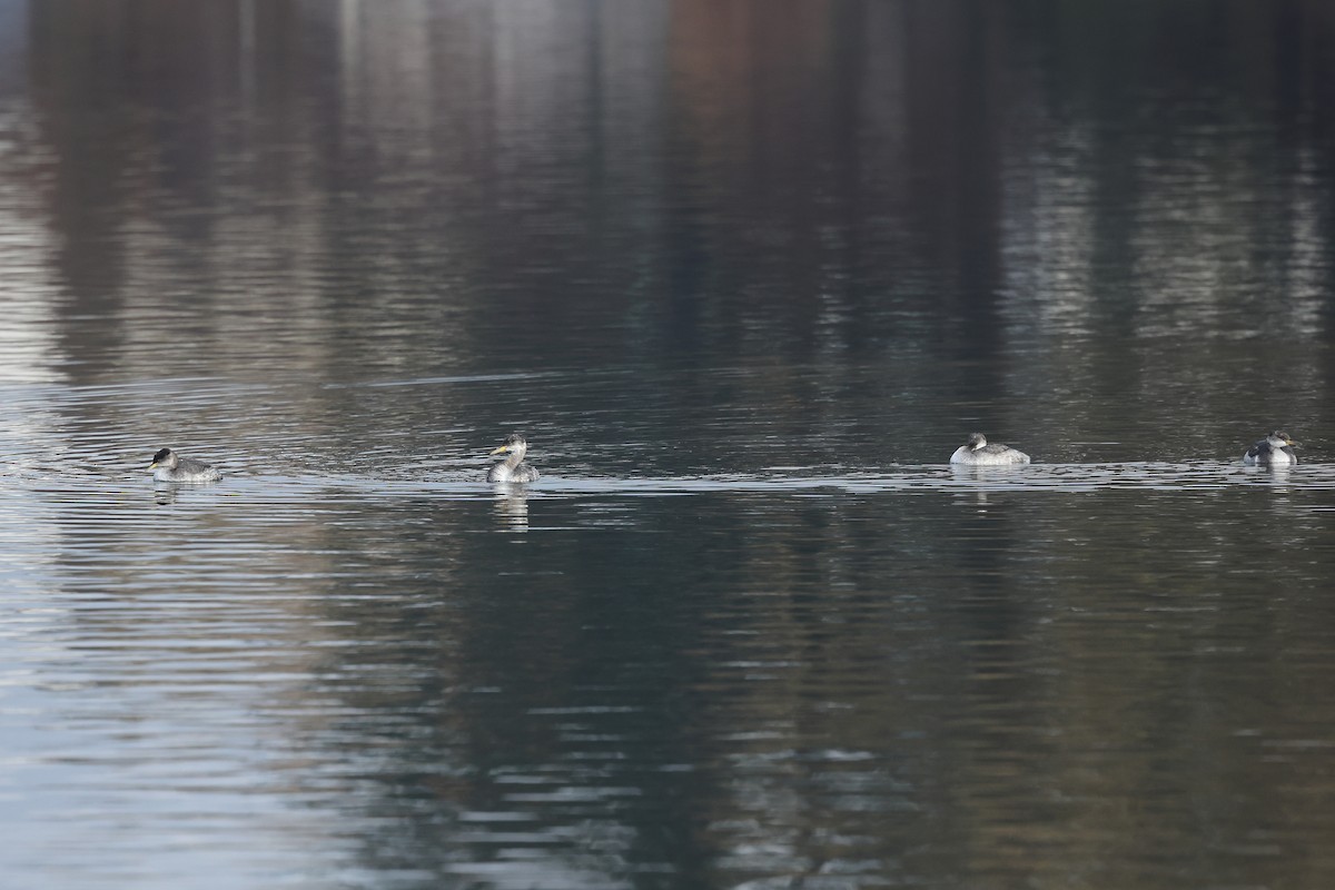 Пірникоза сірощока - ML646184832