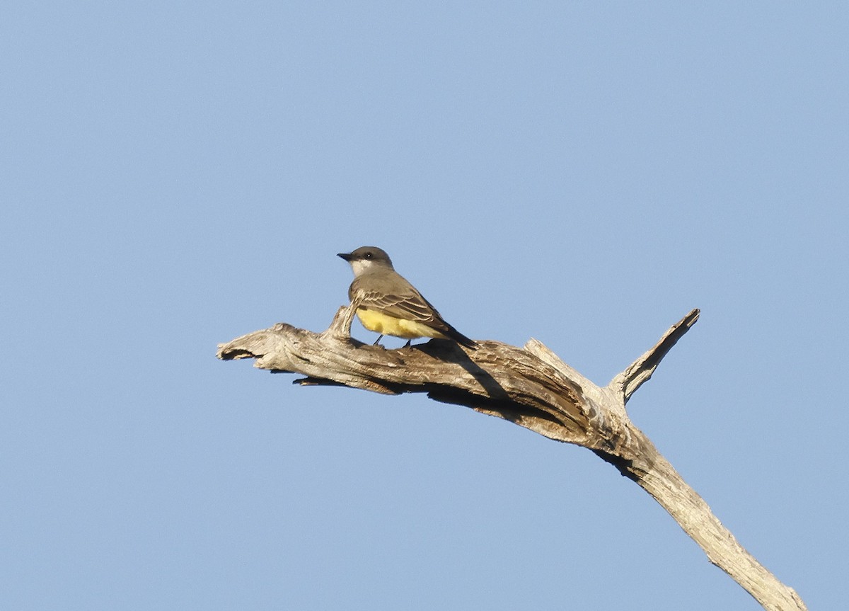 Cassin's Kingbird - ML646184834