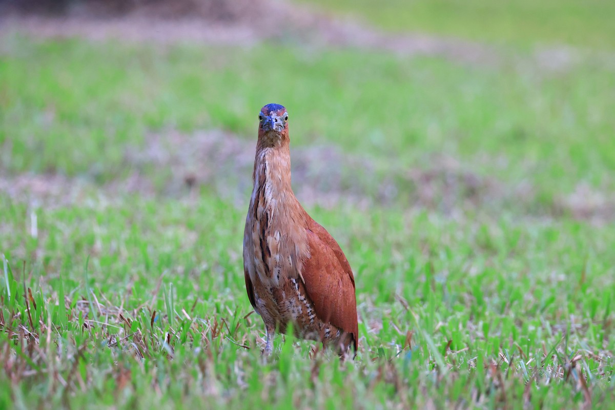 Malay Gece Balıkçılı - ML646184838