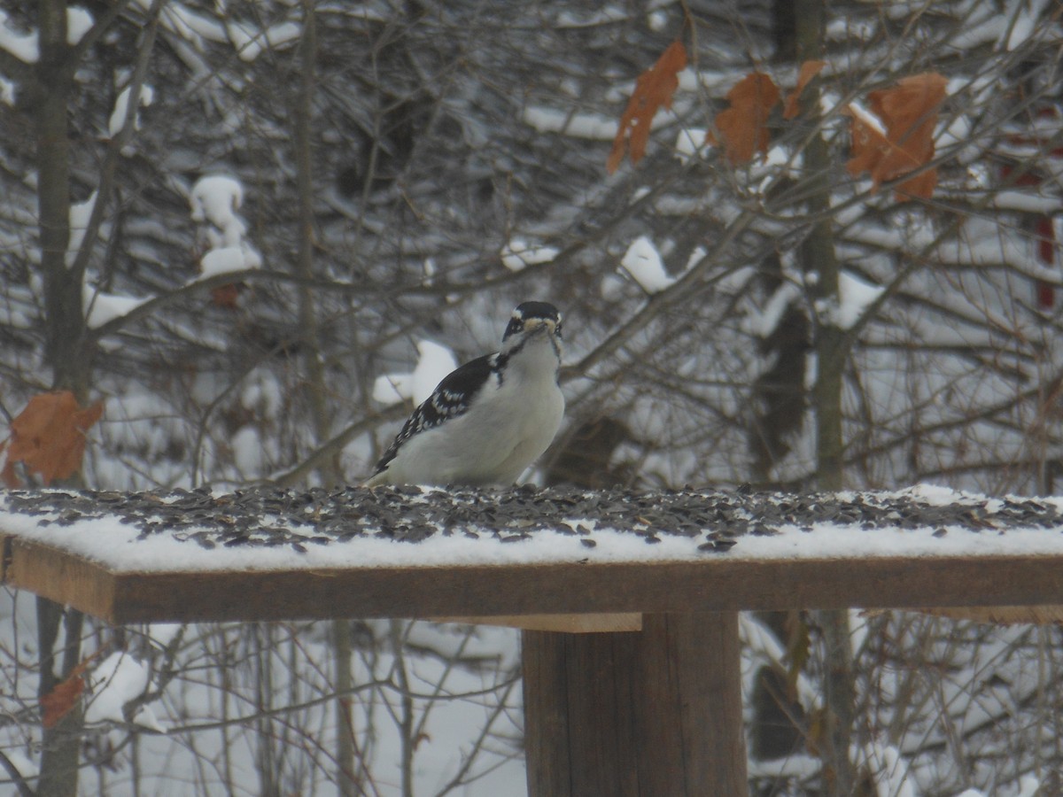Hairy Woodpecker - ML646184840
