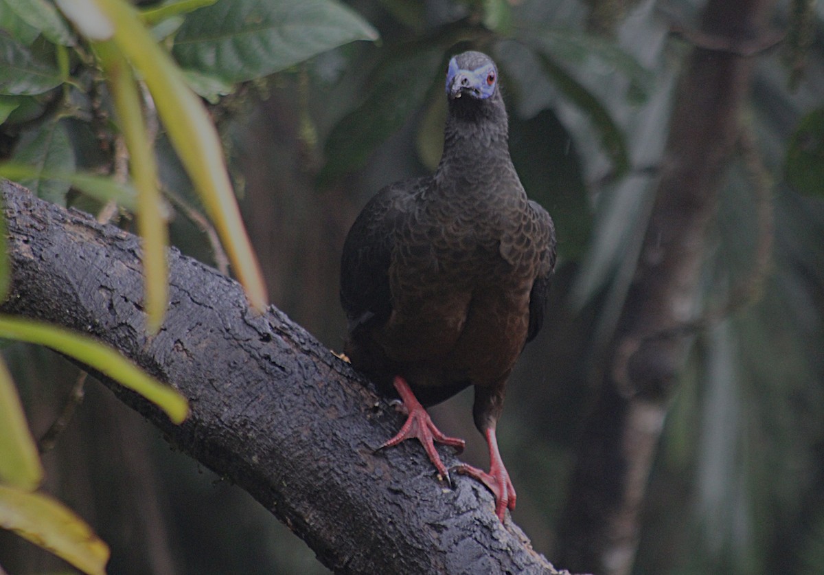 Sickle-winged Guan - ML646184843