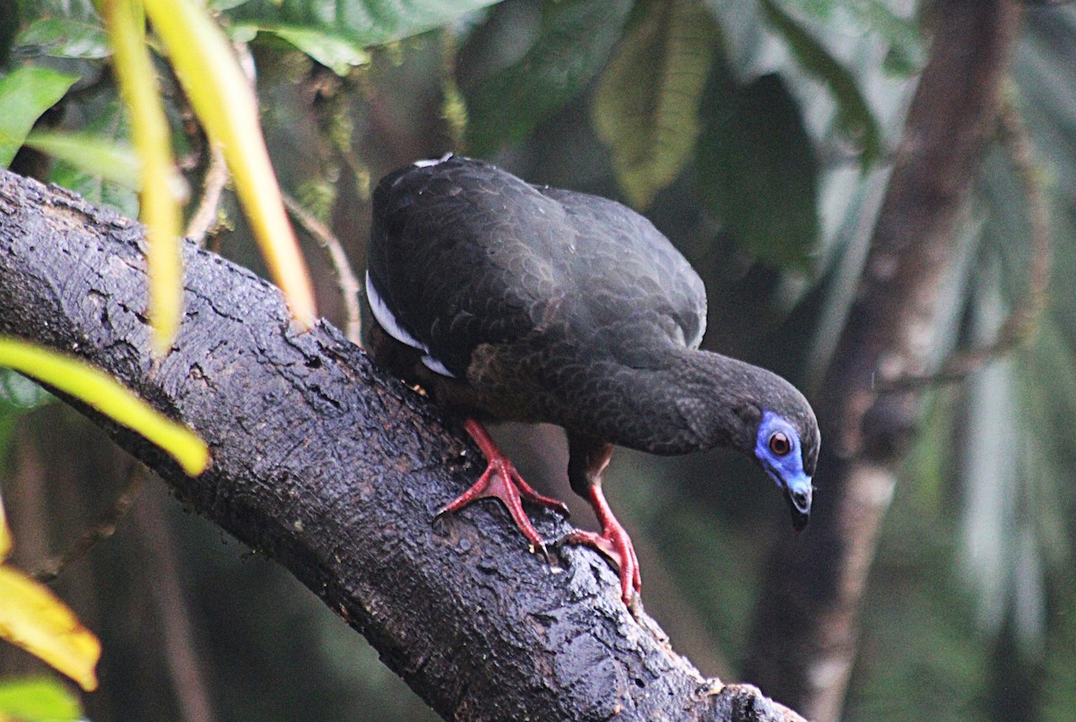 Sickle-winged Guan - ML646184844