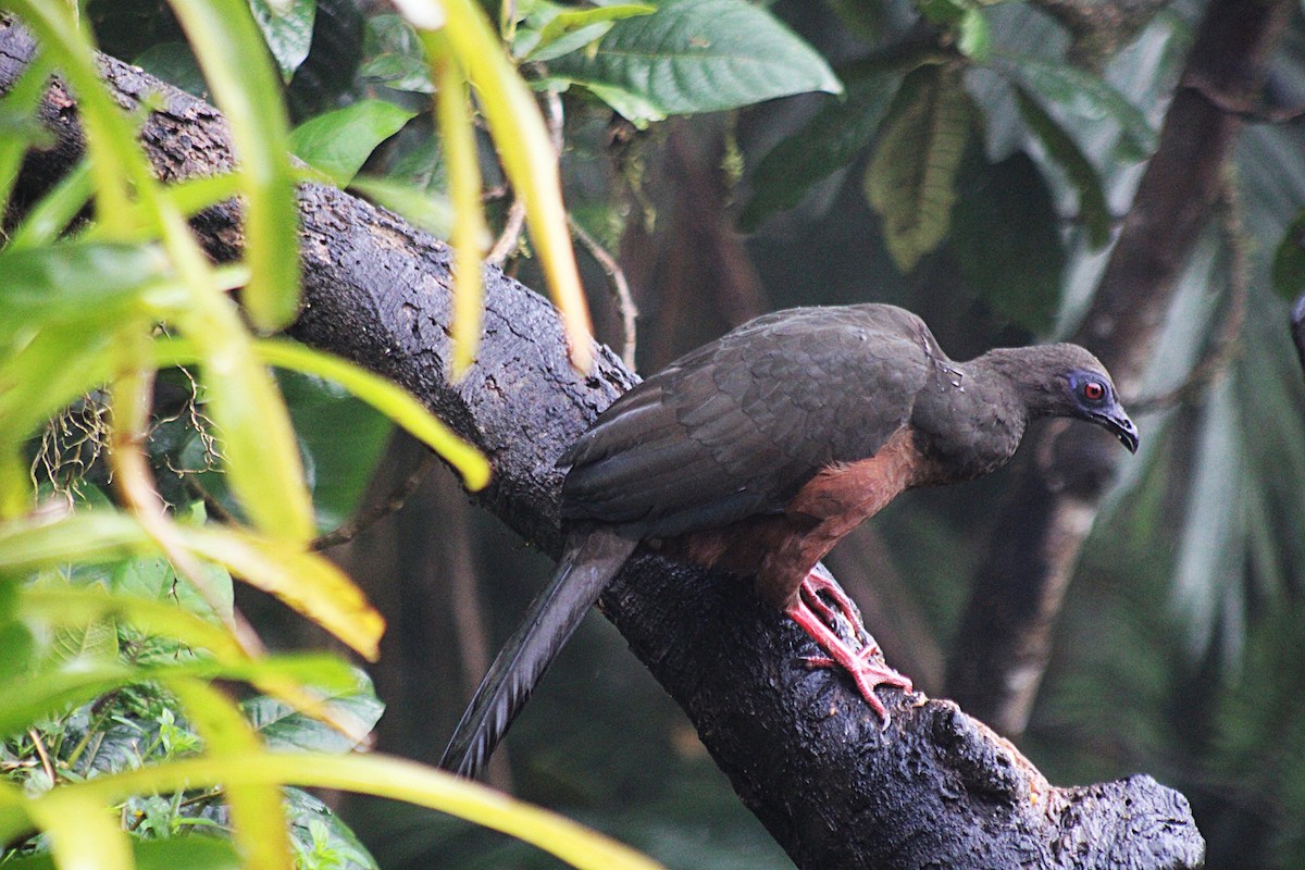 Sickle-winged Guan - ML646184845