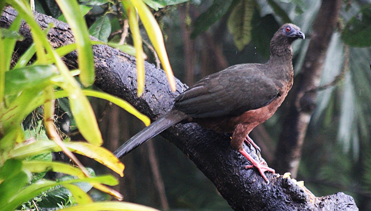 Sickle-winged Guan - ML646184848