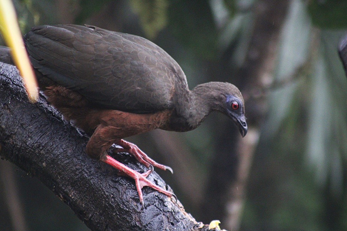 Sickle-winged Guan - ML646184849