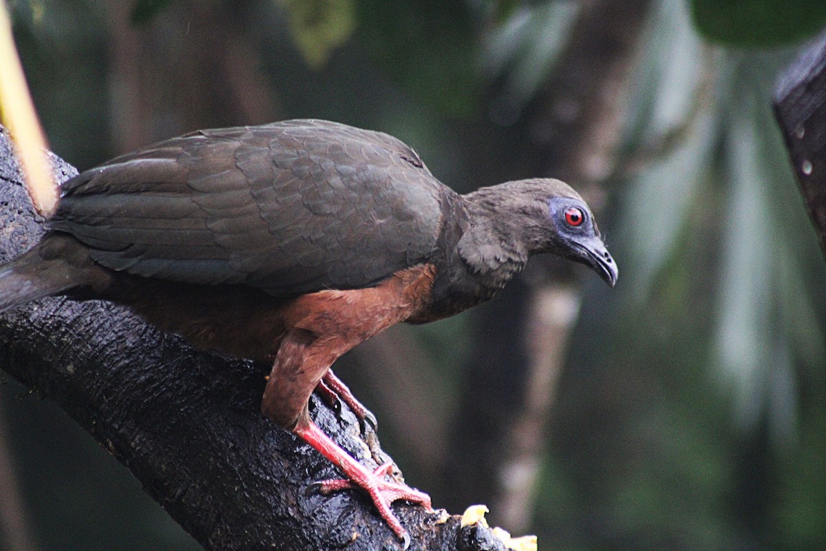 Sickle-winged Guan - ML646184850