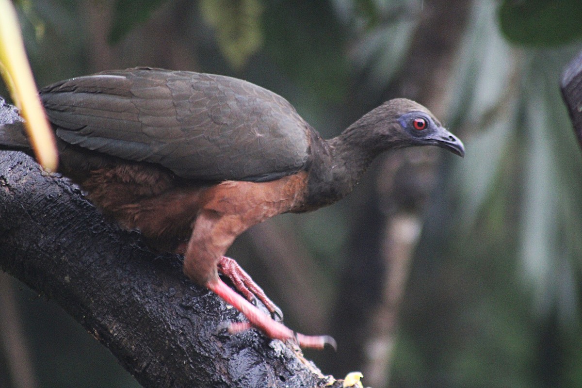Sickle-winged Guan - ML646184851