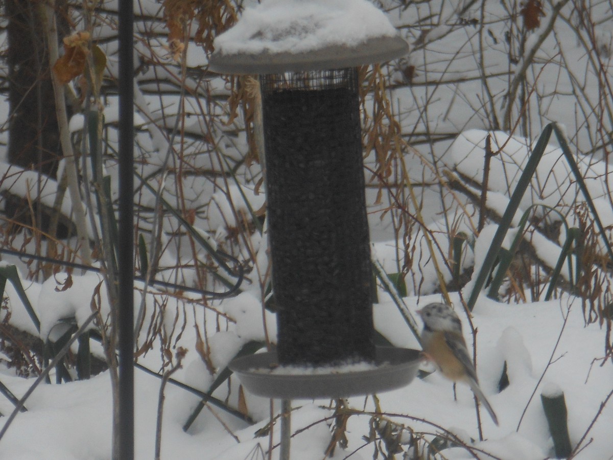 Гаїчка світлокрила - ML646184852