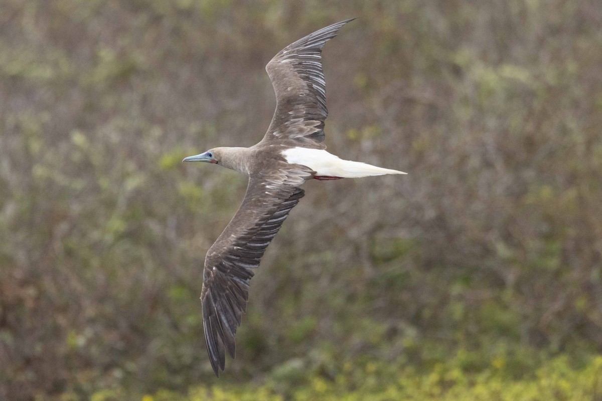 Сула червононога - ML646184856