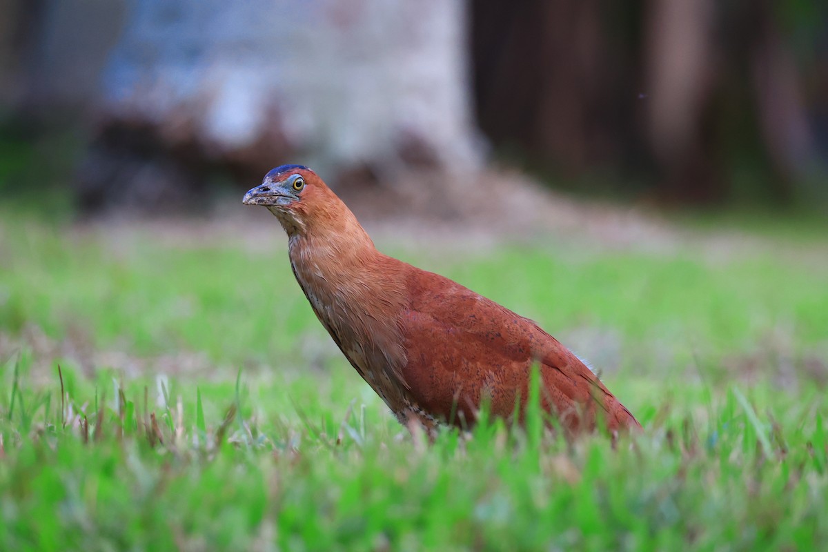 Malay Gece Balıkçılı - ML646184861