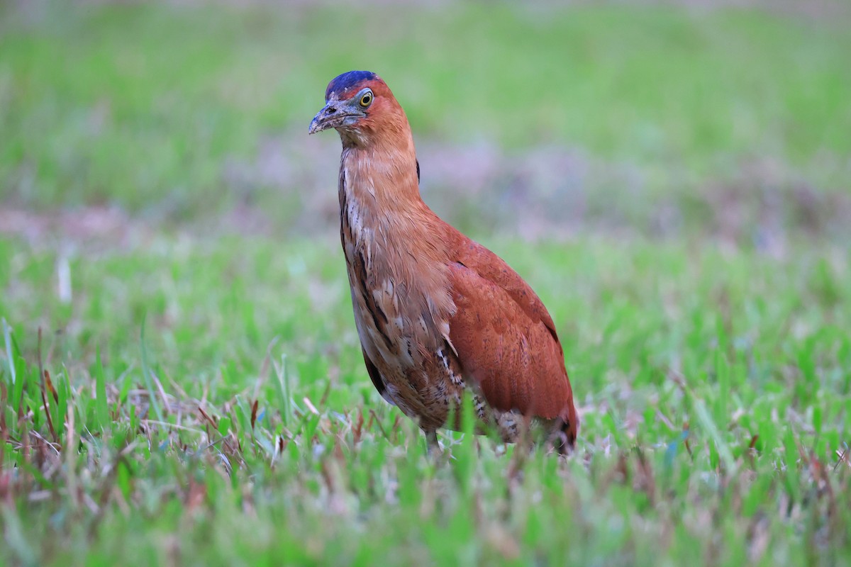 Malay Gece Balıkçılı - ML646184862