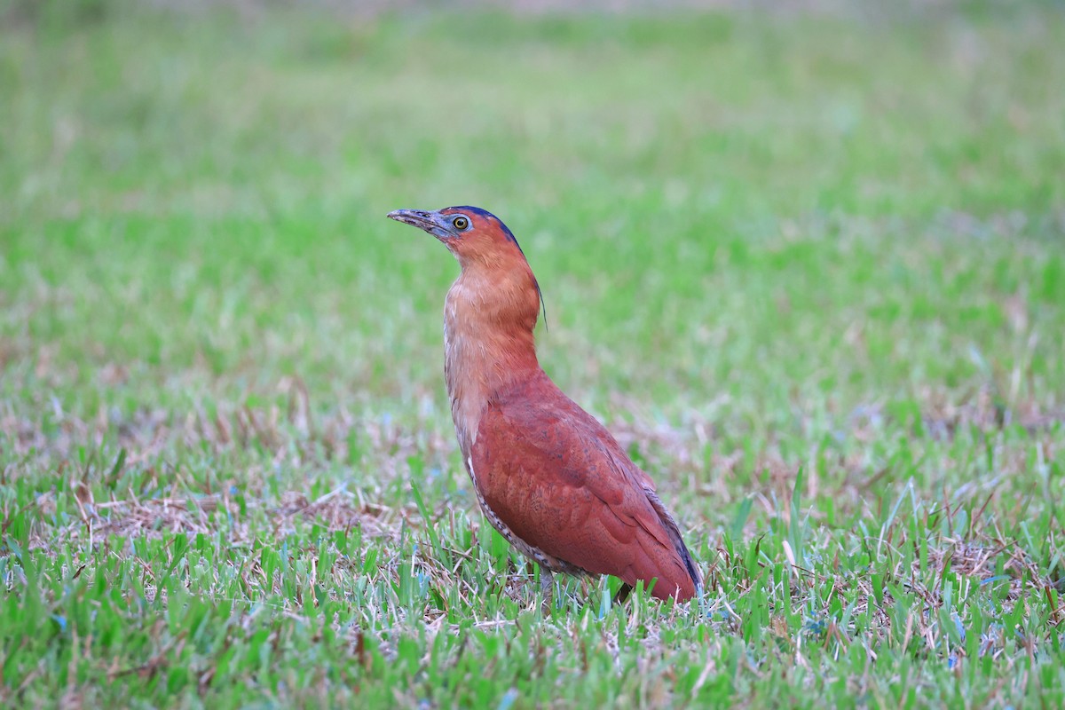 Malay Gece Balıkçılı - ML646184863