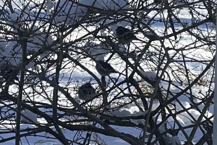 American Tree Sparrow - ML646184866