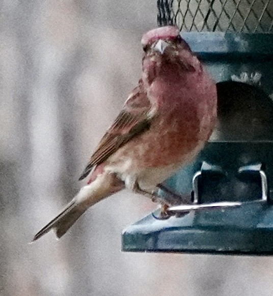 Purple Finch - ML646184868
