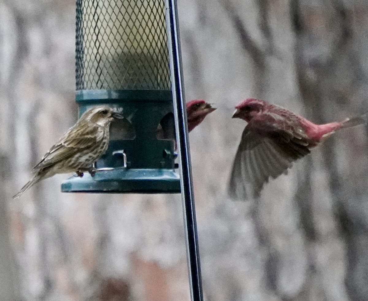 Purple Finch - ML646184869
