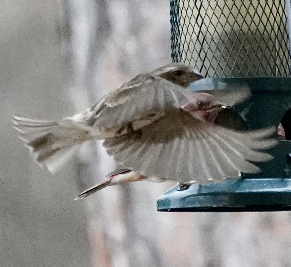 Purple Finch - ML646184870