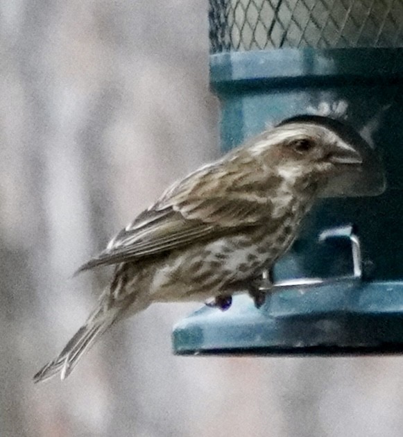 Purple Finch - ML646184871