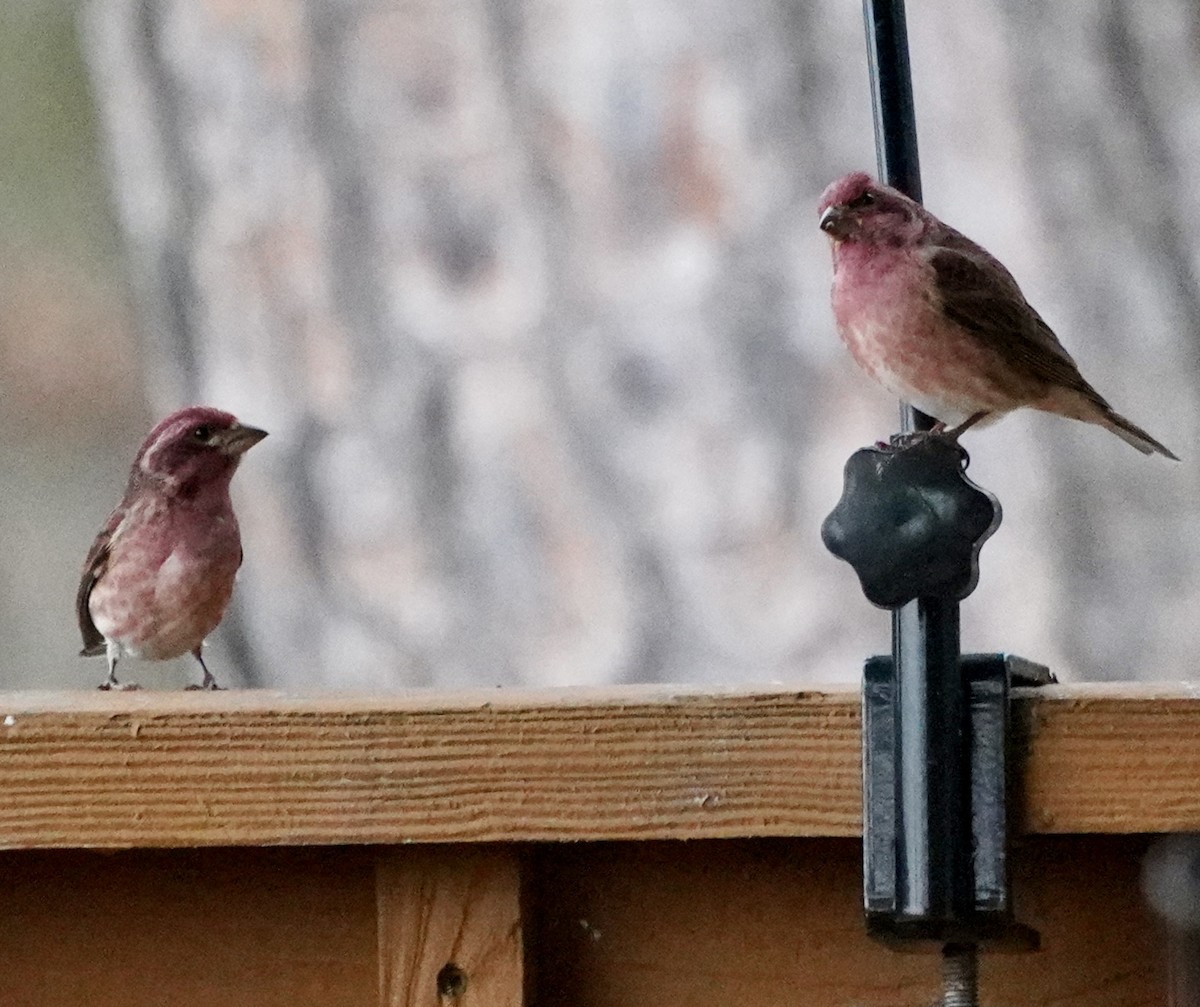 Purple Finch - ML646184872