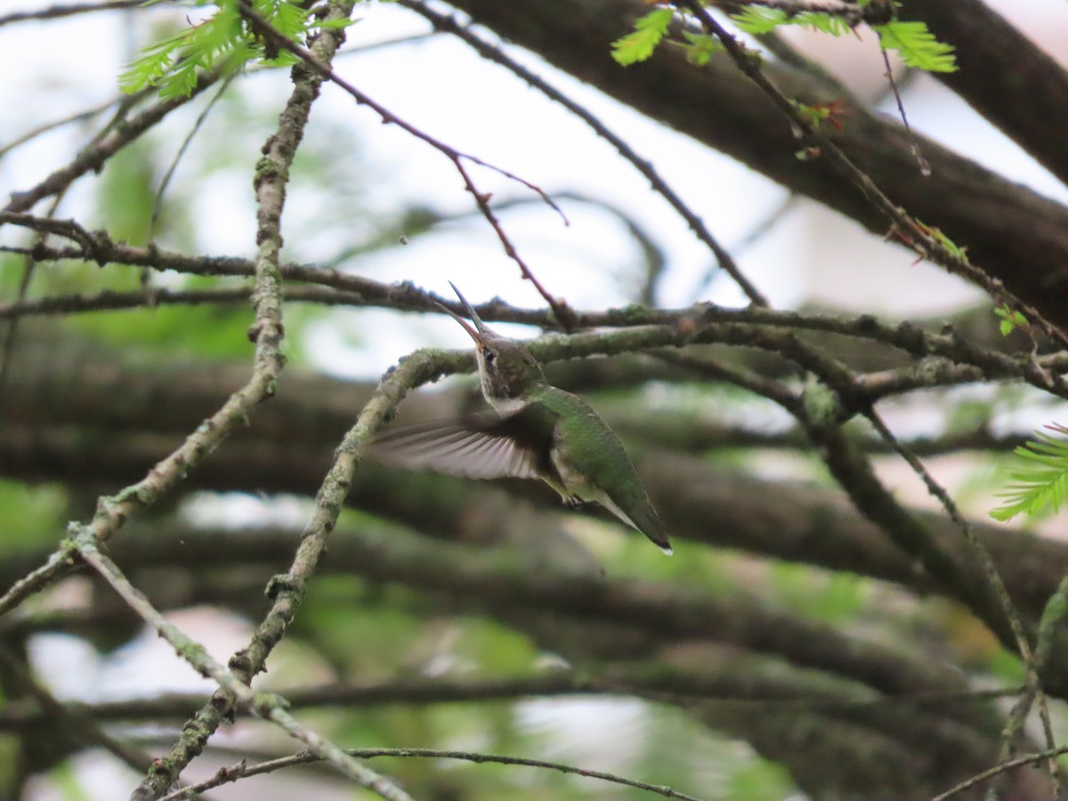 Ruby-throated Hummingbird - ML646184873