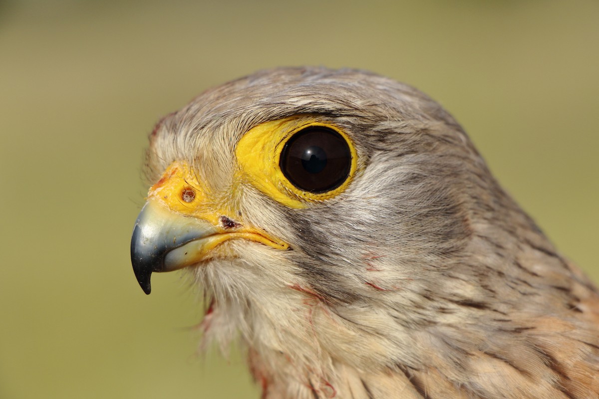 poštolka obecná - ML646184879