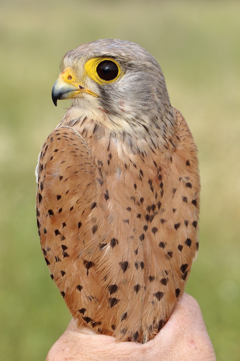 poštolka obecná - ML646184880