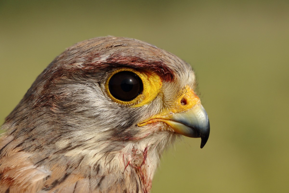 poštolka obecná - ML646184881