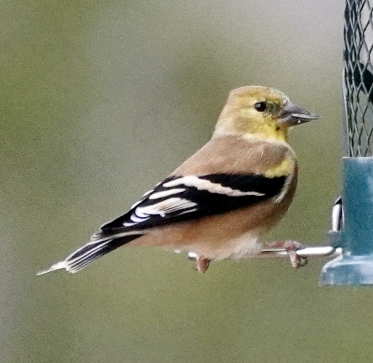 American Goldfinch - ML646184890