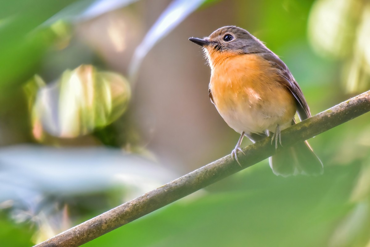 Hill Blue Flycatcher - ML646184892