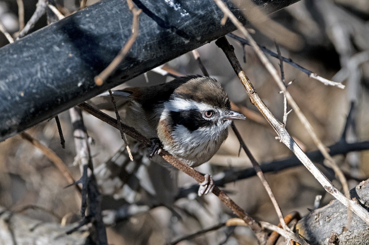 White-browed Fulvetta (Chinese) - ML646184893