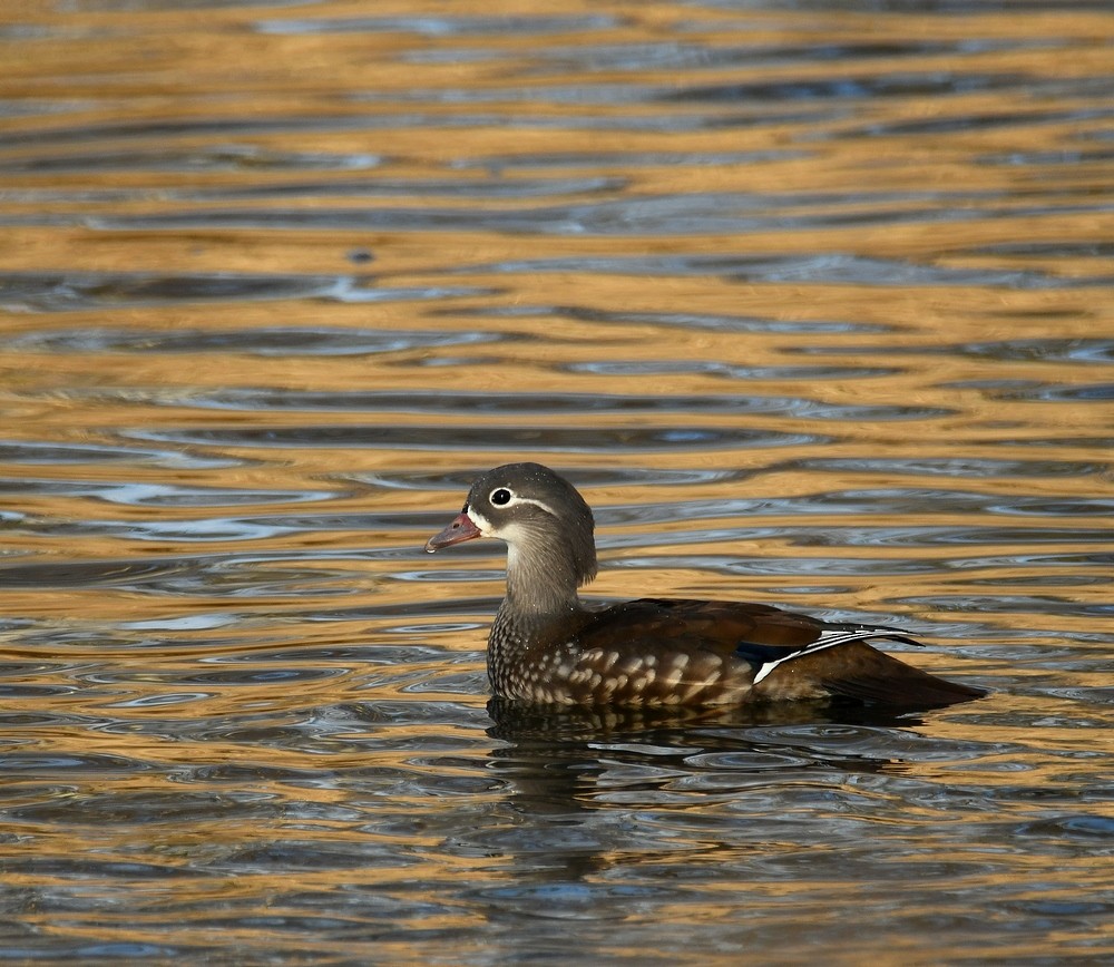 Mandarin Duck - ML646184895