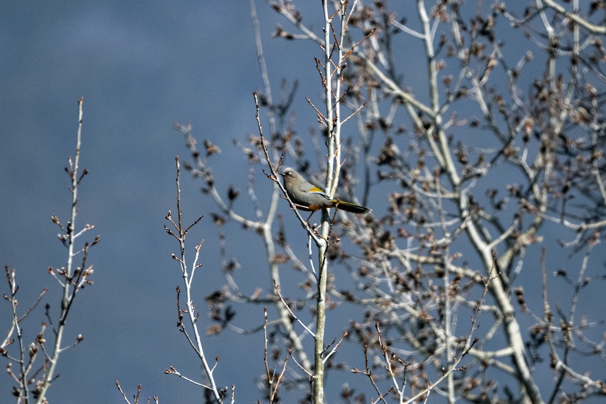 Elliot's Laughingthrush - ML646184896