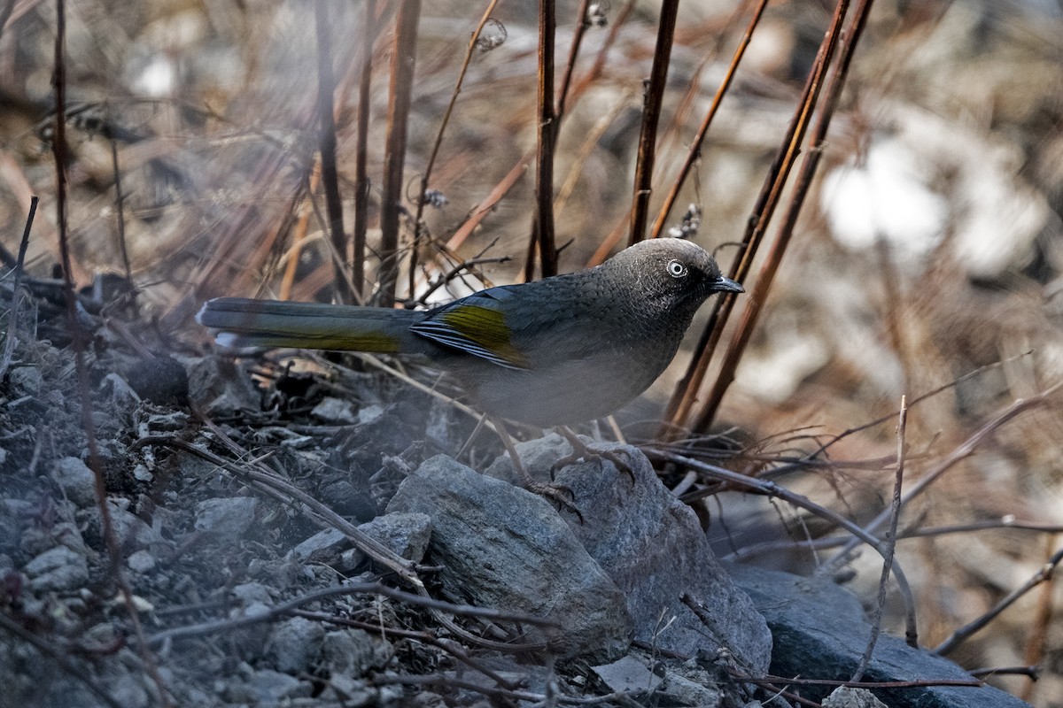 Elliot's Laughingthrush - ML646184897