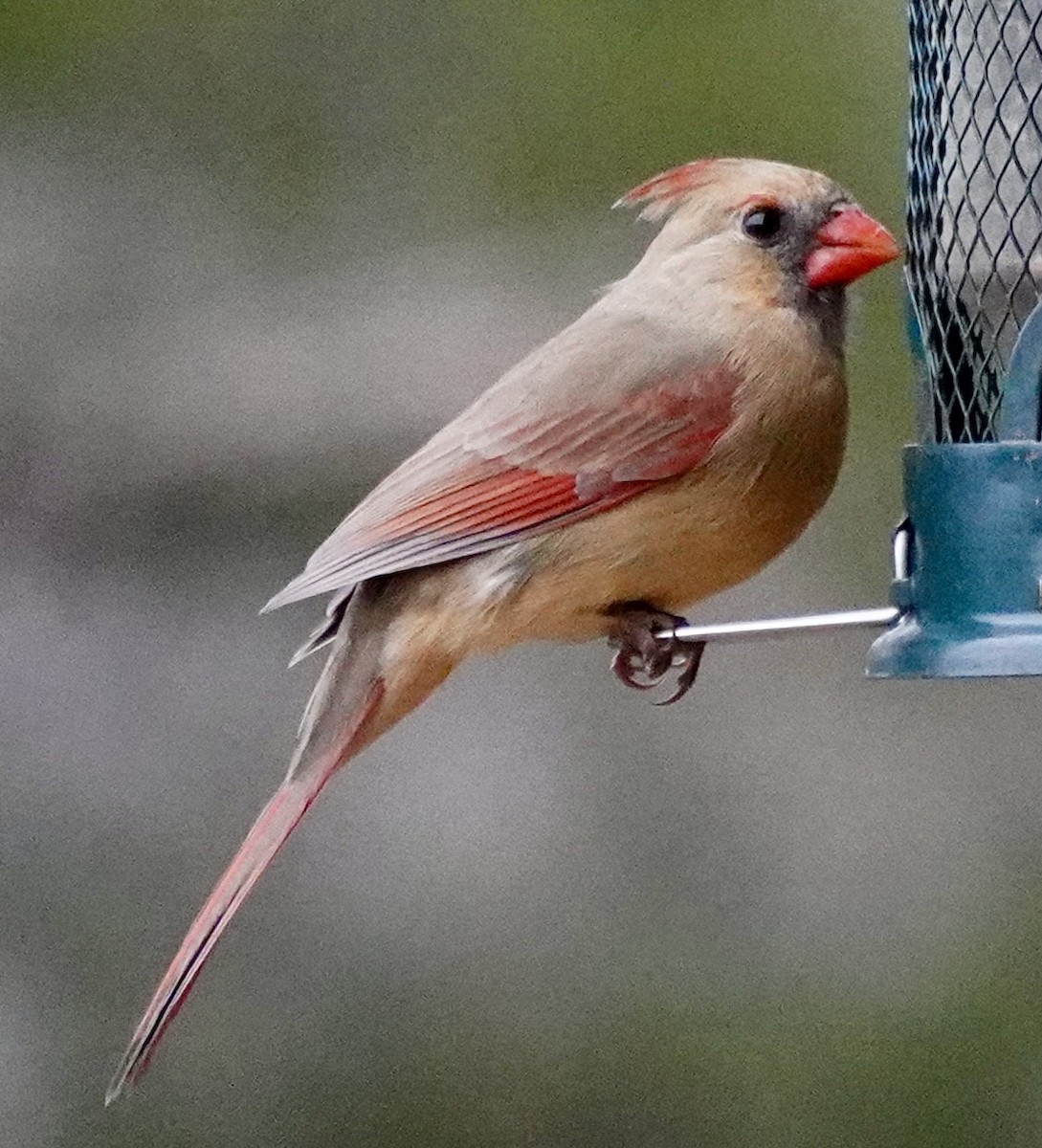 Northern Cardinal - ML646184900