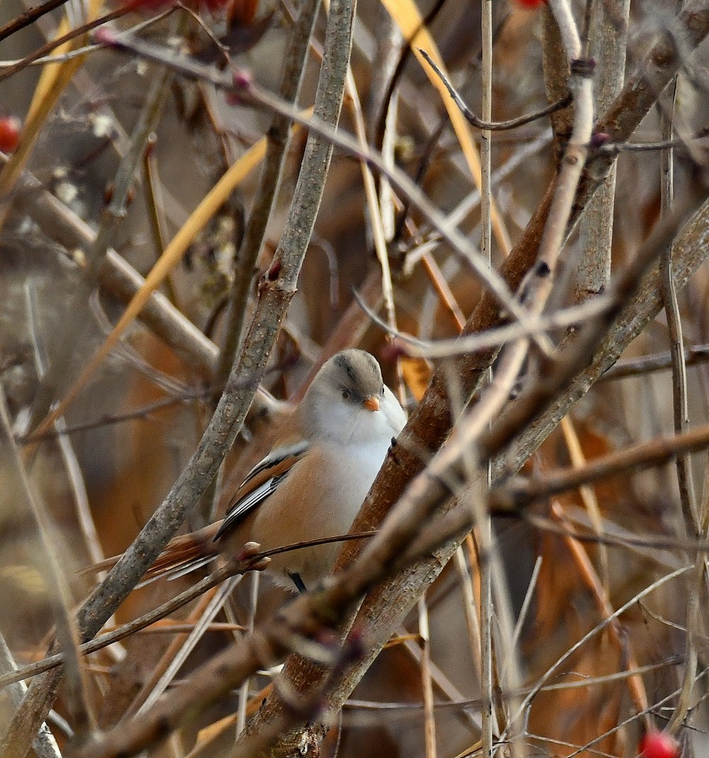 Bearded Reedling - ML646184903