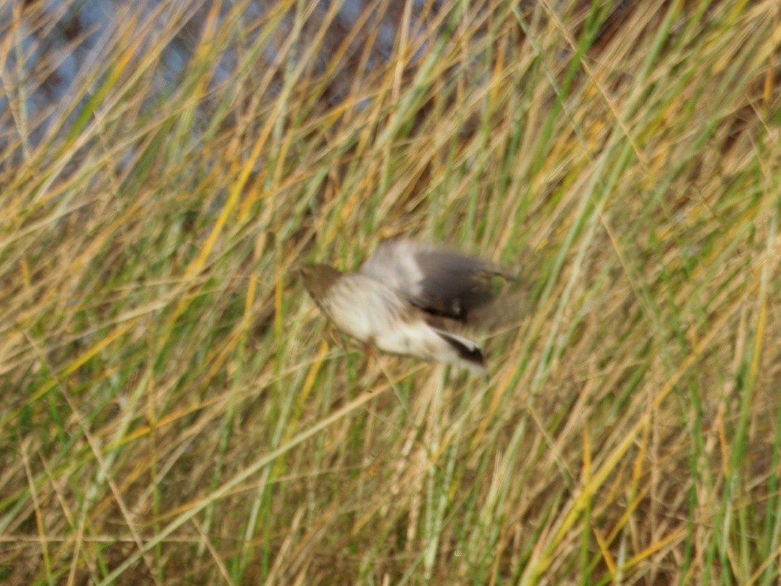 Water Pipit (Western) - ML646184908
