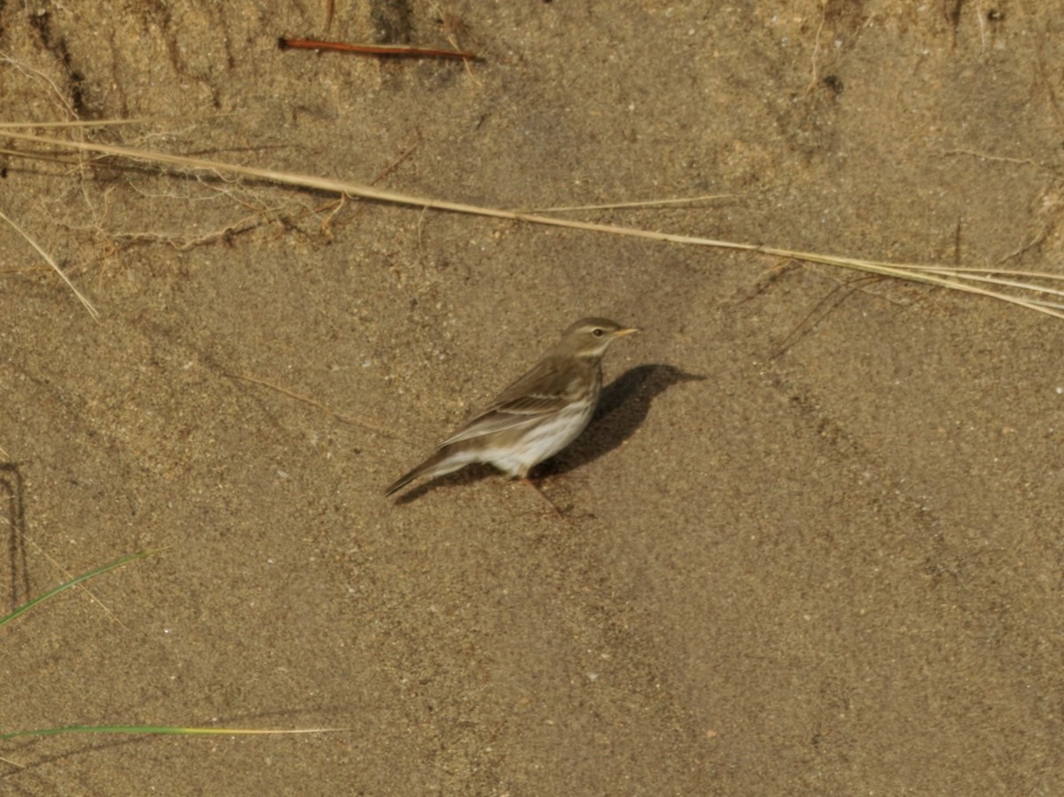 Water Pipit (Western) - ML646184909