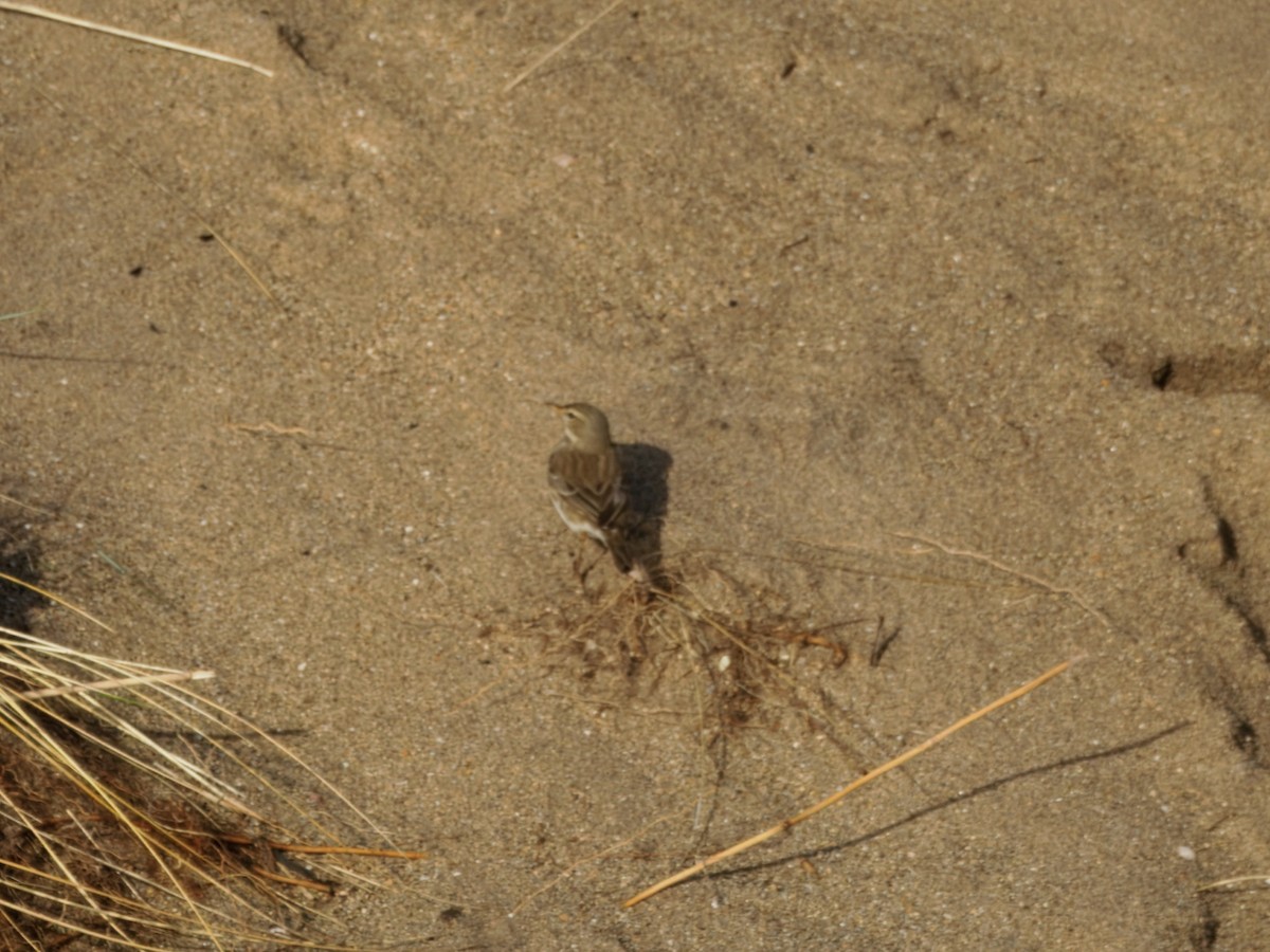 Water Pipit (Western) - ML646184910