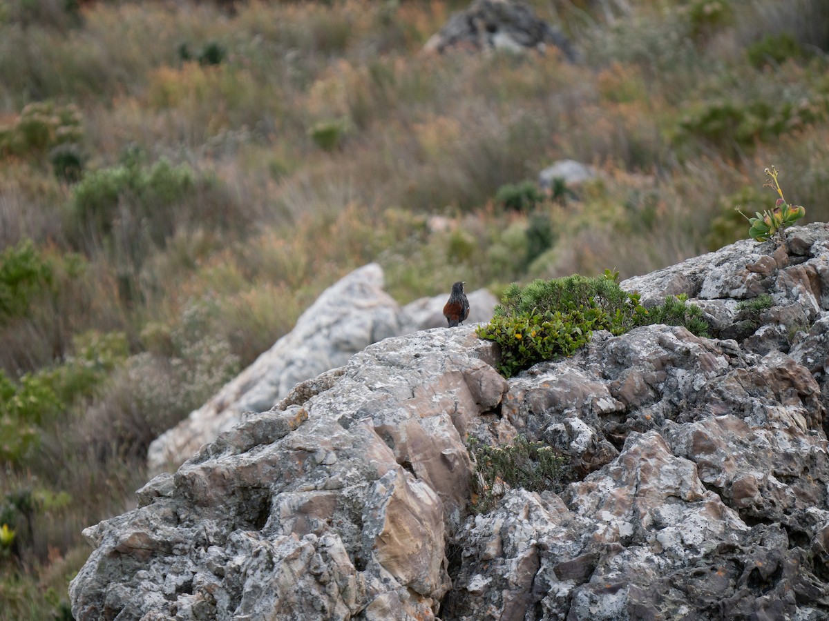 Cape Rockjumper - ML646184918