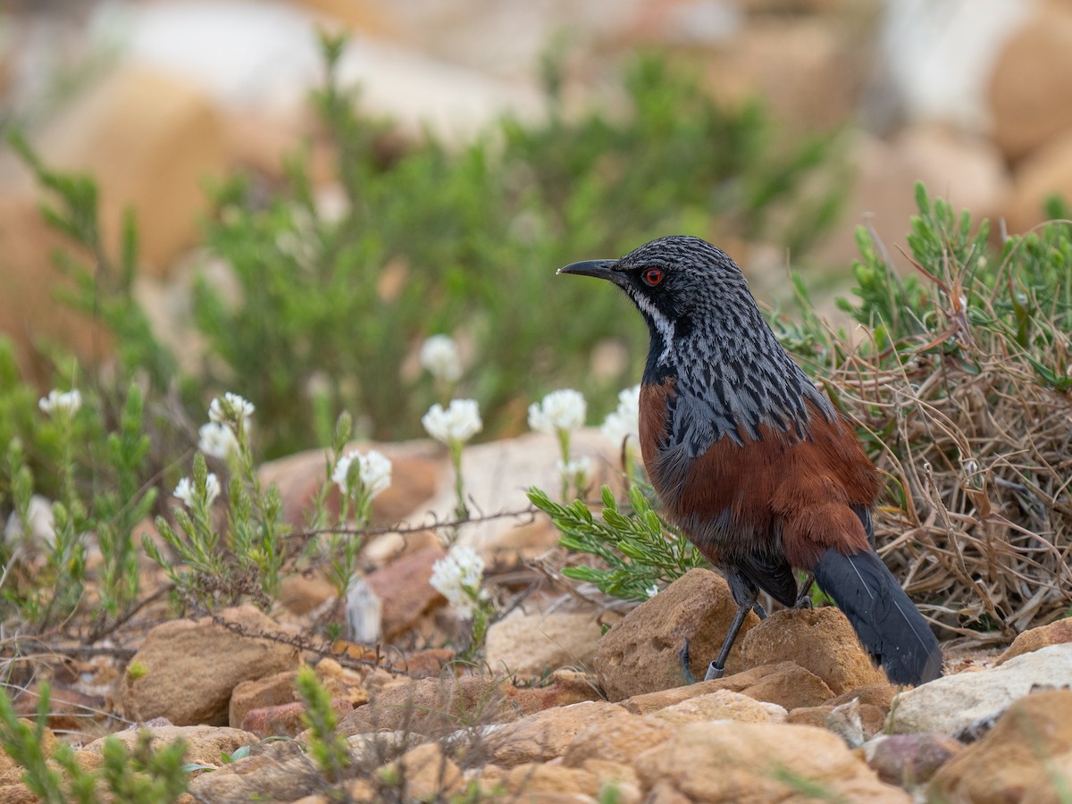 Cape Rockjumper - ML646184919