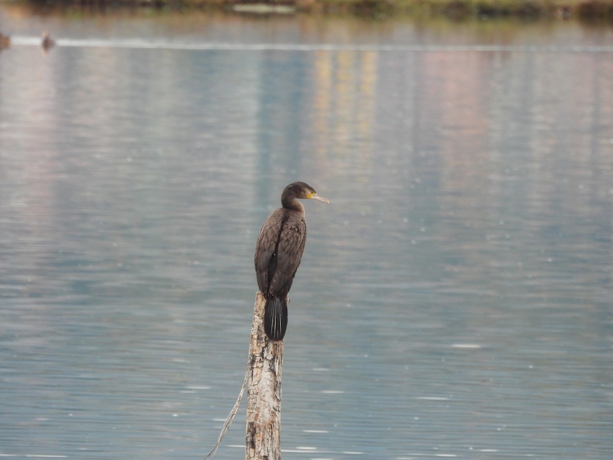 Great Cormorant - ML646184925