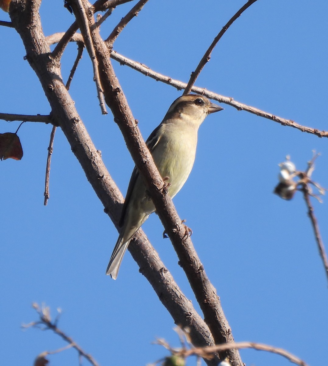 山麻雀 - ML646184926