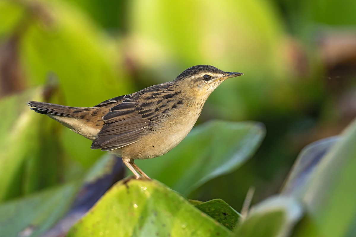 Pallas's Grasshopper Warbler - ML646184929