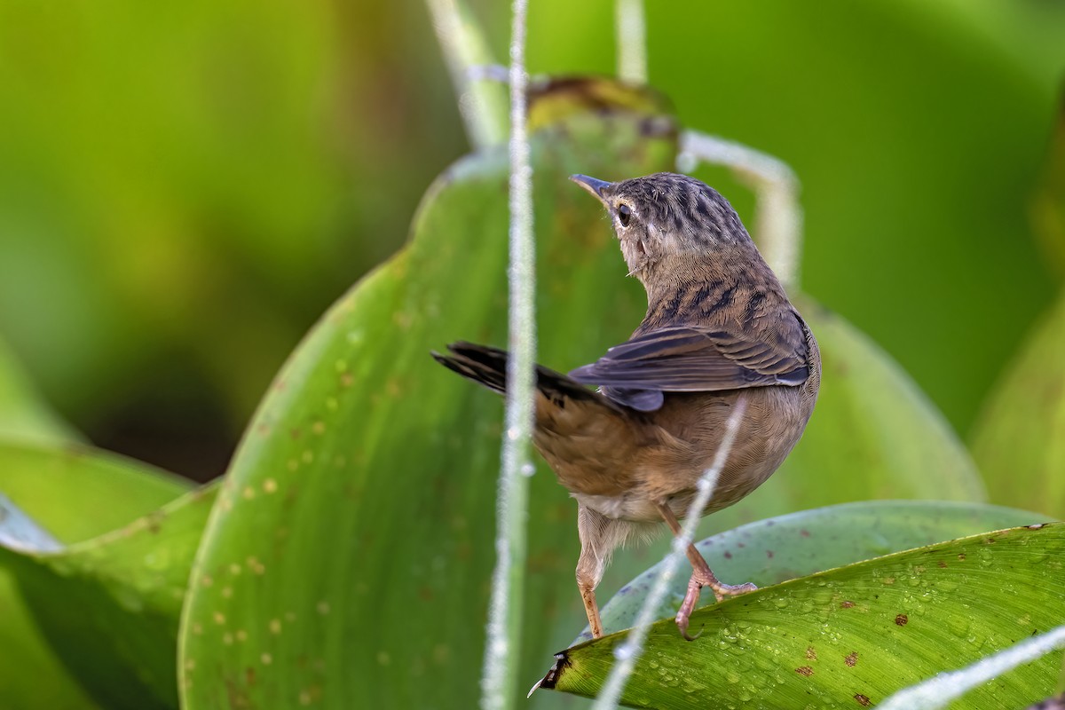 Pallas's Grasshopper Warbler - ML646184931