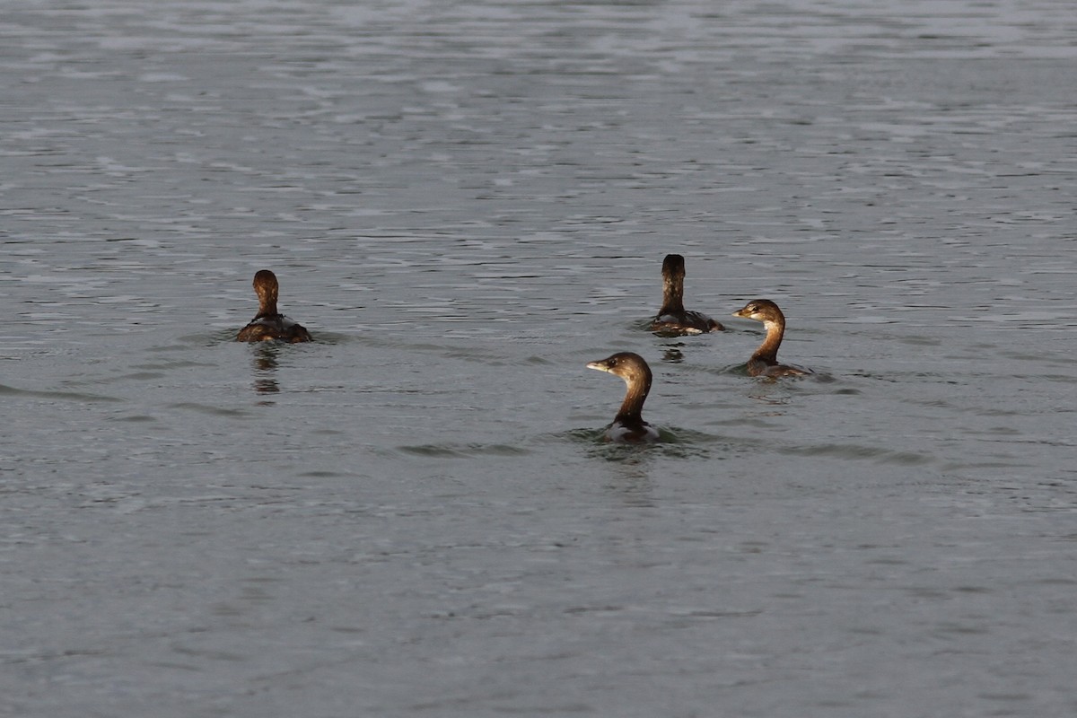 Pied-billed Grebe - ML646184932
