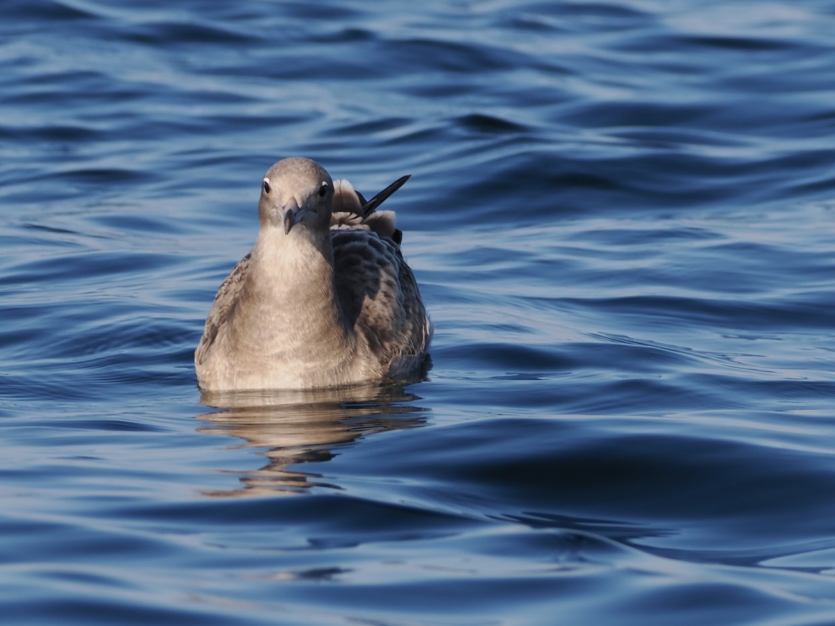 Sooty Gull - ML646184933